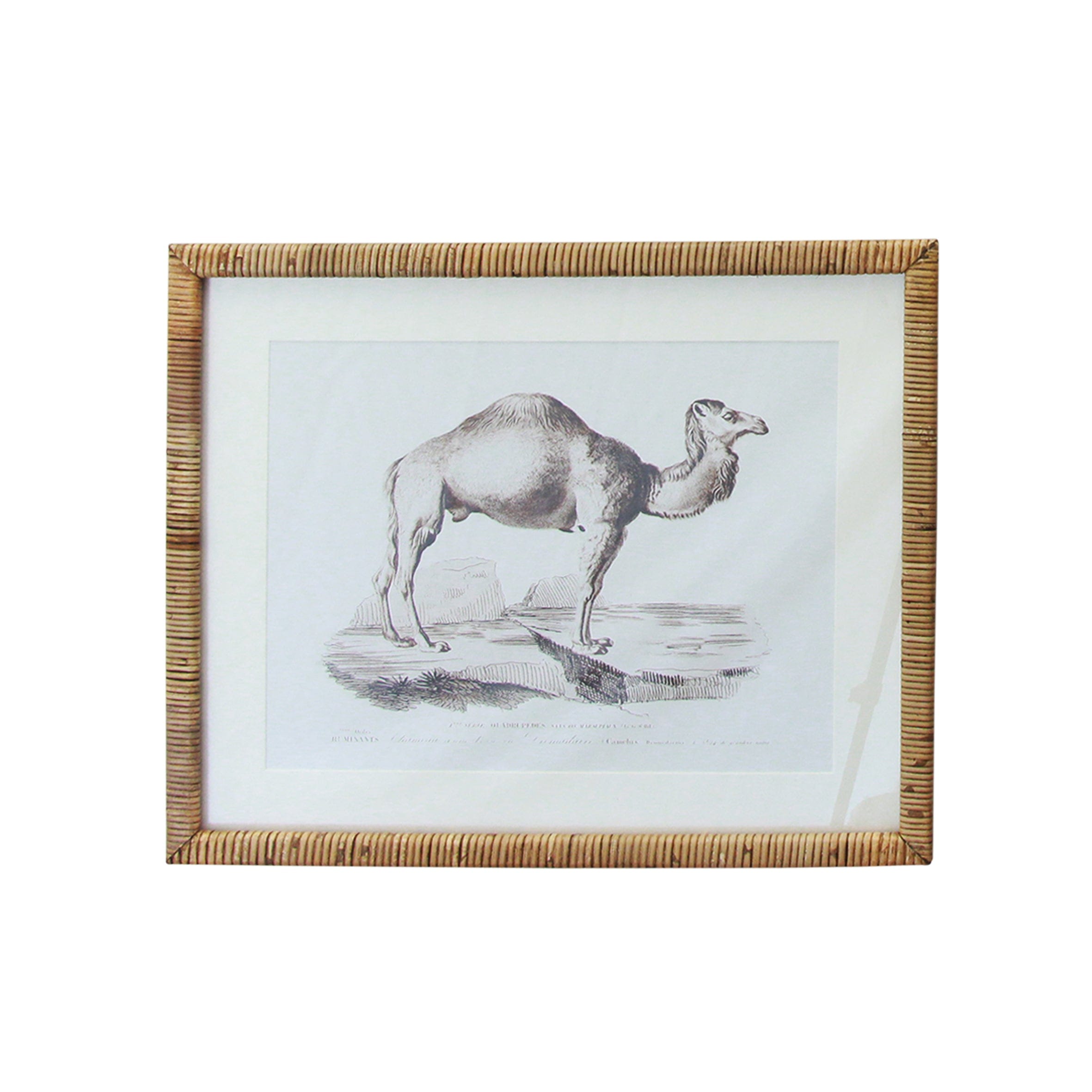 Gaudion Furniture Artwork Animal Wall Art (Set 2) Zebra Camel