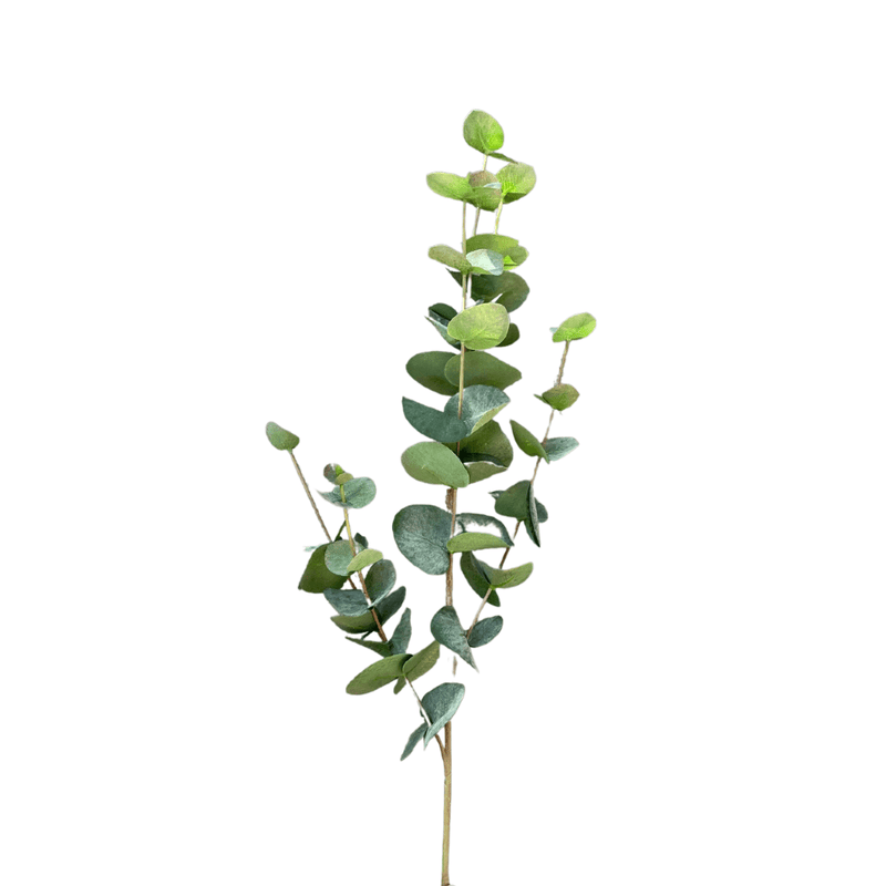 Eucalyptus Leaves